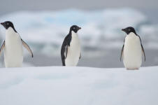 Adelie penguins posing