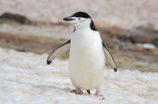 Clean Chinstrap Penguin