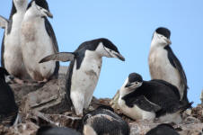 Chinstrap penguins nesting
