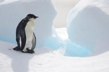 Juvenile Emperor penguin