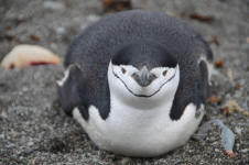 Chinstrap penguin