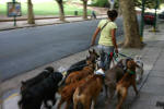 Another Dog Walker