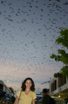 Thousands of Bats!