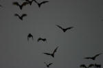 Bats over Cairns