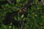 A Bat in the Tree