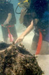 Andrea Touches a Giant Clam