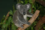 Cute Koala!