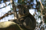 An Adorable Koala
