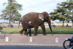 Elephant Walk