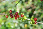 Coffee Cherries