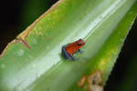 Poisonous Frog