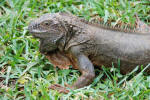 Iguana Close-up