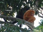 Definitely an orange Howler Monkey