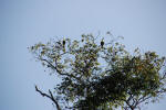 Toucans in Trees