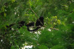 Howler Monkeys