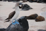 Another Blue-Footed Booby