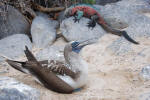Marine Iguana and Blue-Footed Booby