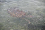 Sea Turtle in Water