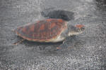 Sea Turtle out of Water