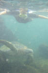 Pam Swims with Sea Turtle