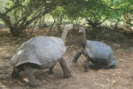 Battle of the Tortoises