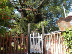 Treehouse in El Progreso