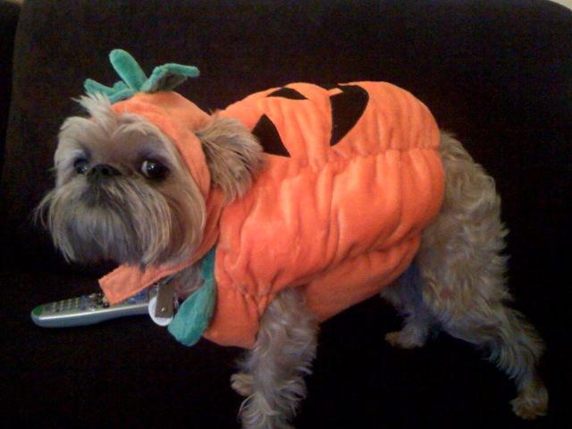 Do I have to wear this ridiculous Halloween costume?