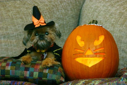 Halloween 2005, with my cat-like pumpkin