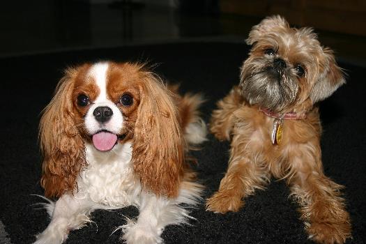 This is my cousin Truffle, a cavalier King Charles spaniel owned by Cheryl Zane