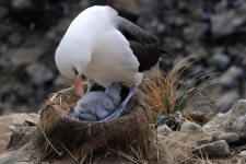 Albatross Nest