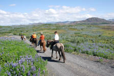 Trail Riding Iceland