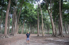 Mahua Trees