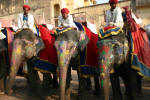 Rajput Elephants