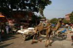 Camel Cart