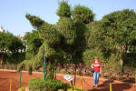 Hanuman Topiary