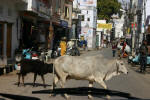 Cows Crossing