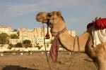 Regal Camel