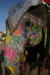Close-Up of Painted Elephant