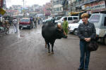 Varanasi Cow