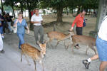 Nara Deer Park