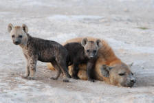 Young Spotted Hyenas