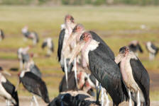 Marabou Stork Close-up