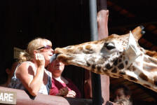 Tongued by a Giraffe!