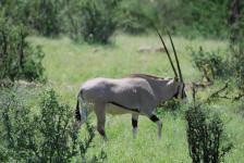Oryx Horns