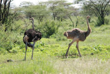 Somali Ostriches