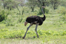 Male Somali Ostrich