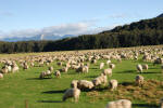 Sheep Country