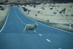 Watch Out, Sheep Crossing!