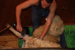 Shearing a Leg