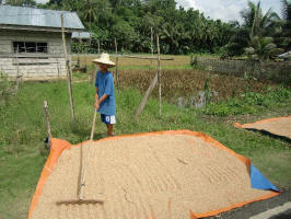 Drying the Rice